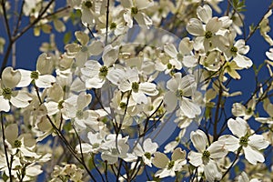 Flowering dogwood flowers photo