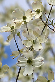 Flowering dogwood flowers