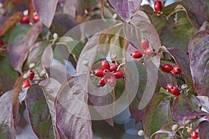 Flowering Dogwood fruits