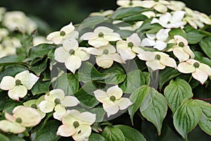 Flowering dogwood with large white bracts