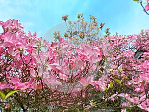Flowering dogwood pink flowers at bloom