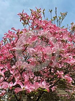 Flowering dogwood pink flowers at bloom