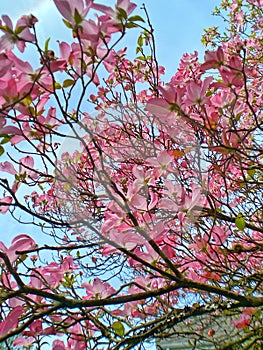 Flowering dogwood pink flowers at bloom