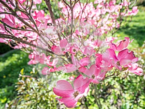 Flowering dogwood shrub in blossom photo