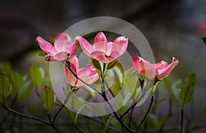 Flowering Dogwood in a summer meadow