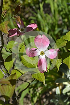 Flowering Dogwood Sweetwater