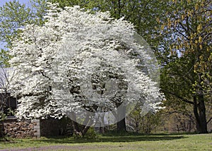 Flowering Dogwood Tree