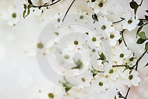 Flowering dogwood tree blossoms