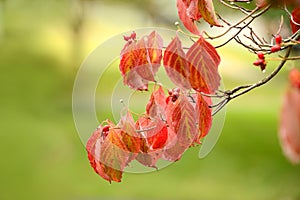 Flowering Dogwood Tree Branch