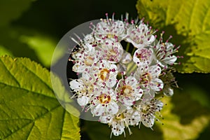 Flowering Dogwood tree -- Cornus alba