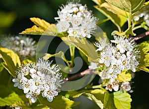 Flowering Dogwood tree -- Cornus alba