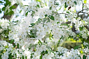 Flowering dogwood tree in springtime