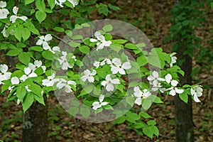 Flowering Dogwood Tree in Woods