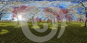 Flowering dogwood trees in orchard in spring time 3d rendering