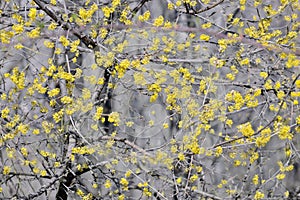 Flowering dogwoods Cornus mas