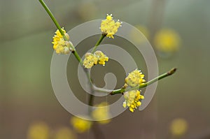 Flowering dogwoods in rain