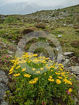 Flowering Doronicum in the Alpine landscape