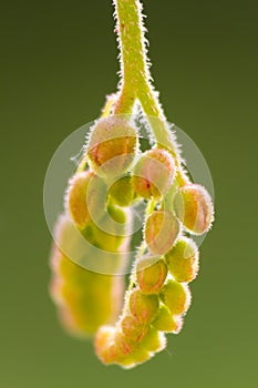 Flowering of drosera capensis