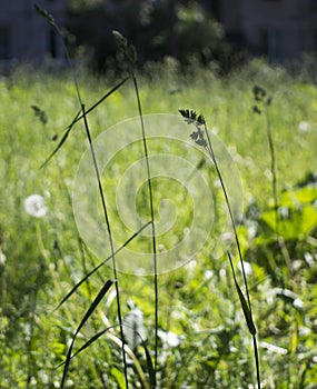 flowering ears of weeds. natural lawn in the bright sun