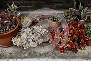 Flowering Echeveria mix pink and green, sedum succulent house plants arrangement pots