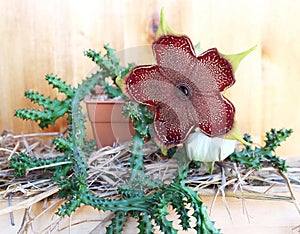 Flowering edithcolea grandis