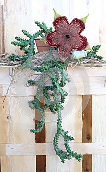 Flowering edithcolea grandis