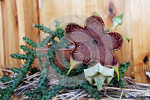 Flowering edithcolea grandis
