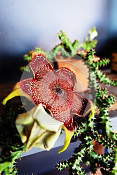 Flowering edithcolea grandis