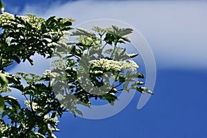 A flowering elderberries on the tree