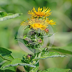 Flowering elecampane, Inula helenium, close-up