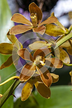 Flowering elegant grammatophyllum native to the Philippines