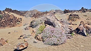 Flowering endemic Caldera de las Canadas plant, a lilac-colored small bush named Pterocephalus Lasioserpemus