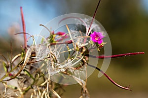 Flowering Epilobium parviflorum - Close-up view of flower photo