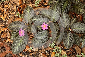 Flowering episcia ground cover in a natural setting