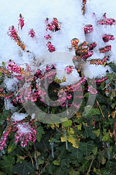 Flowering Erica carnea