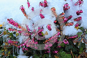 Flowering Erica carnea photo