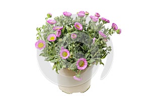 Flowering erigeron plant