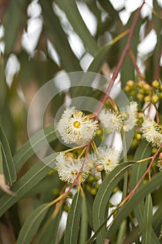 Flowering Eucalyptus camaldulensis