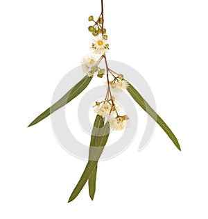 Flowering Eucalyptus camaldulensis