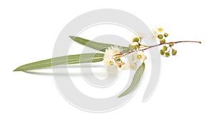 Flowering Eucalyptus camaldulensis