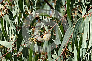Flowering of Eucalyptus globular Latin - Eucalyptus globulus Labill photo