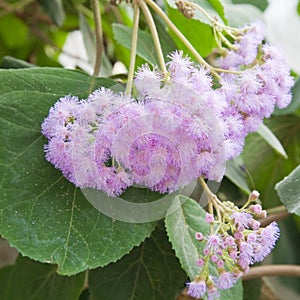 Flowering Eupatorium atrorubens,