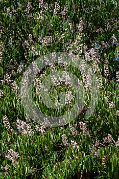 Flowering European horse-chestnut tree creating a natural display, background of green palmate leaves and upright white, pinkish f