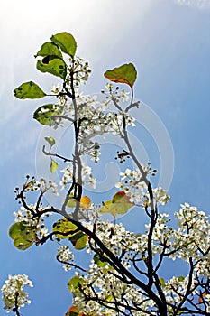 Flowering Evergreen Pear tree, UCSD