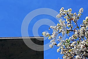 Flowering Evergreen Pear tree, UCSD