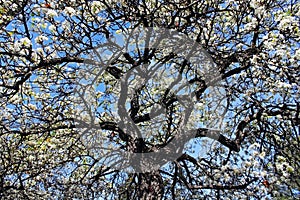 Flowering Evergreen Pear tree, UCSD