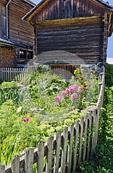 Flowering farmers garden