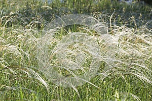 Flowering feather grass