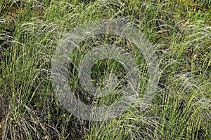 Flowering feather grass under the rays of the bright sun