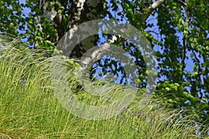 Flowering feather grass under the rays of the bright sun